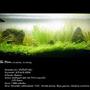 15 gallons planted tank (mostly live plants and fish) - Planted nano aqua (4 gal) Plants: Hemianthus callitrichoides "Cuba", eleocharis acicularis, blyxa japonica Fish: Betta splendens