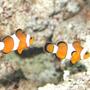 saltwater fish - amphiprion ocellaris - ocellaris clownfish stocking in 55 gallons tank - Marlin and Coral The Clownfish