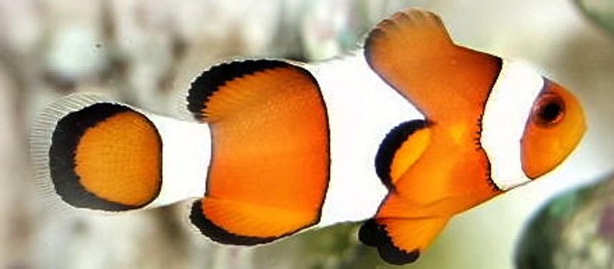 Rated #19: Saltwater Fish - Amphiprion Ocellaris - Ocellaris Clownfish Stocking In 55 Gallons Tank - Clwonfish