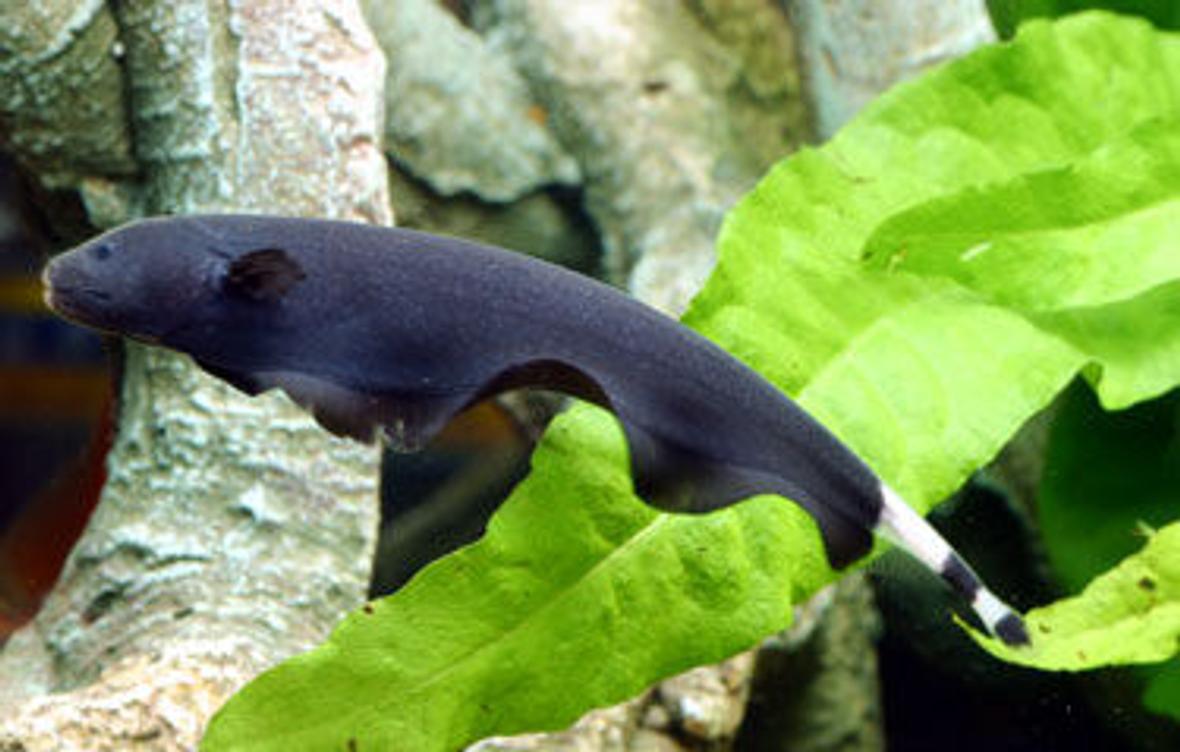 freshwater fish - apteronotus albifrons - black ghost knifefish stocking in 200 gallons tank - z