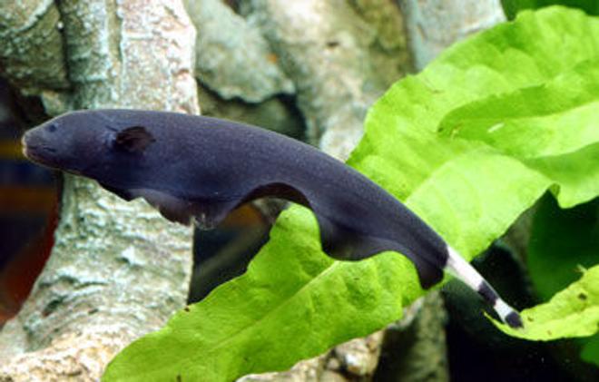 freshwater fish - apteronotus albifrons - black ghost knifefish stocking in 200 gallons tank - z