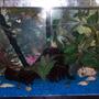 20 gallons freshwater fish tank (mostly fish and non-living decorations) - this 20 gallon has 4 Tiger Barbs,2 Green Tiger Barbs,2 Black Skirt Tetras,2 Serpa Tetras,2 Platies,1 Columbian Shark,1 Amando Shrimp,1 Frog and 8 Snails,also added 4 yellow mollies