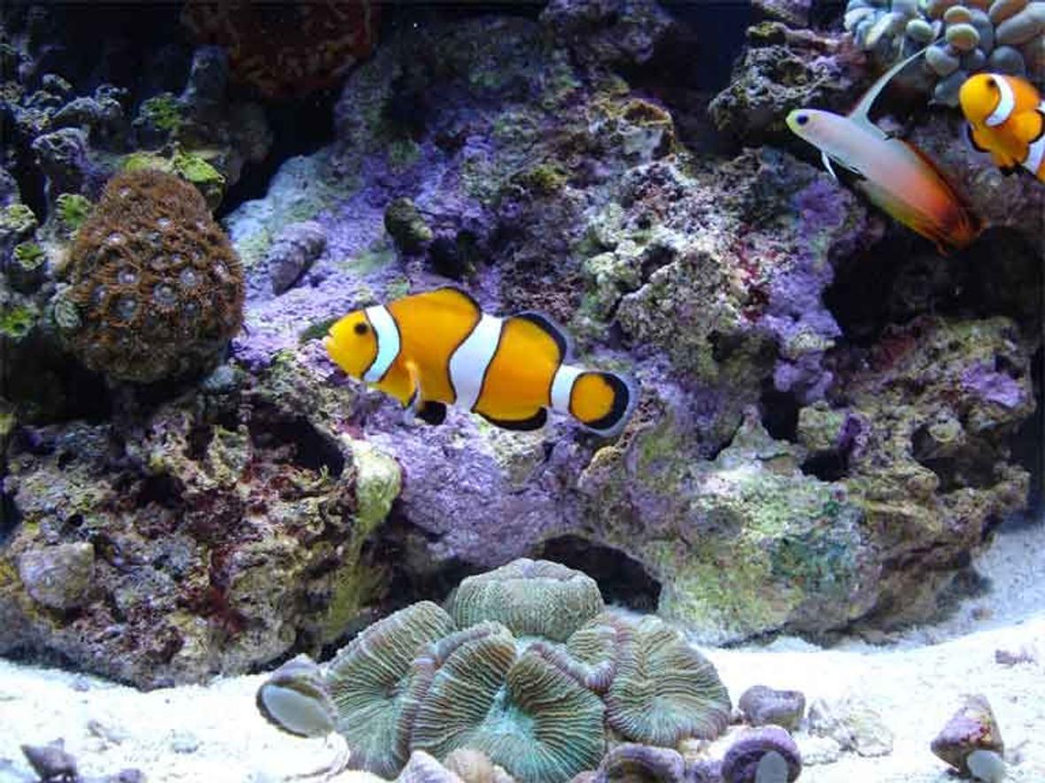 saltwater fish - amphiprion percula - true percula clownfish stocking in 90 gallons tank - Mated pair and Fire Goby.