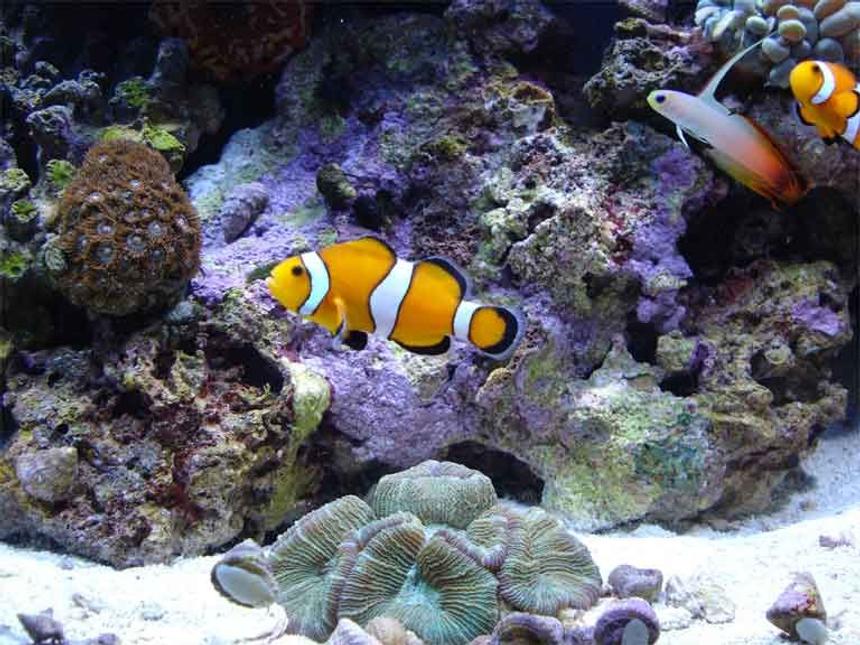 Rated #27: Saltwater Fish - Amphiprion Percula - True Percula Clownfish Stocking In 90 Gallons Tank - Mated pair and Fire Goby.