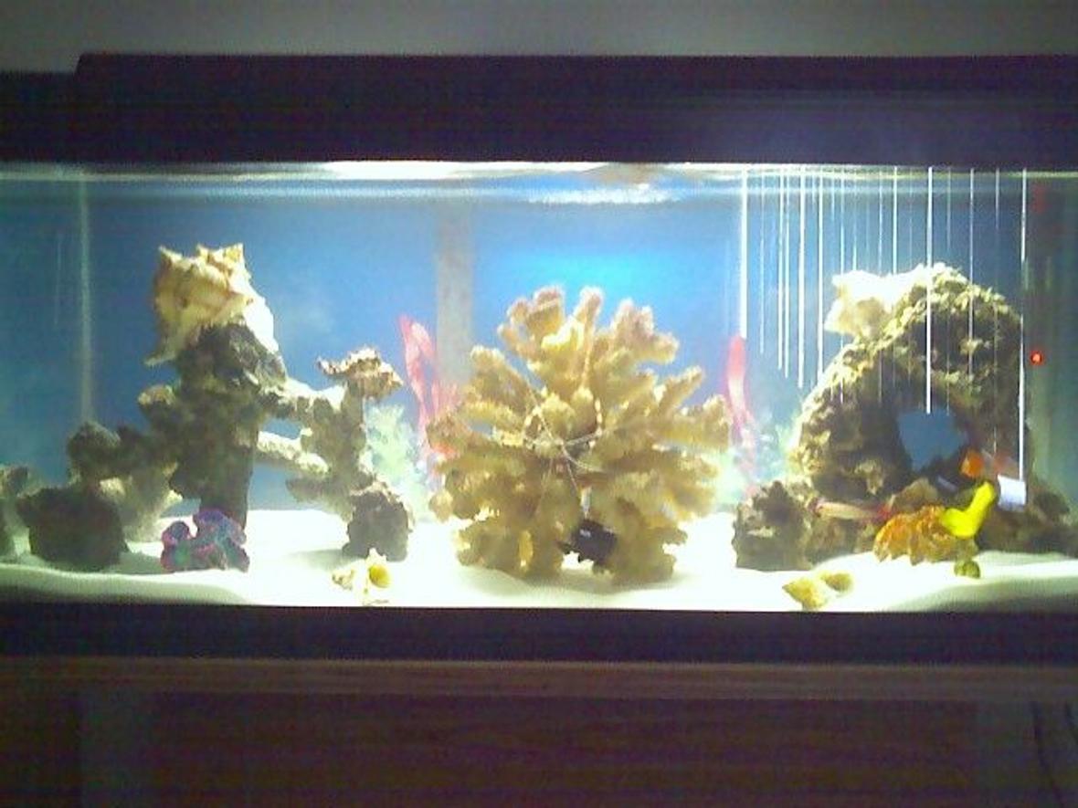 30 gallons reef tank (mostly live coral and fish) - updated pic of my 30gallon salt.