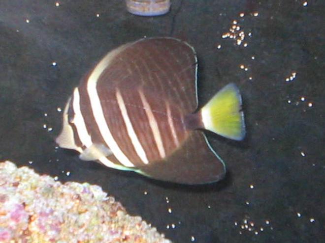 saltwater fish - zebrasoma veliferum - sailfin tang stocking in 55 gallons tank - Sailfin Tang