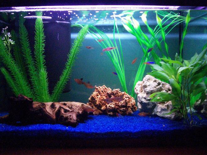 20 gallons freshwater fish tank (mostly fish and non-living decorations) - First tank