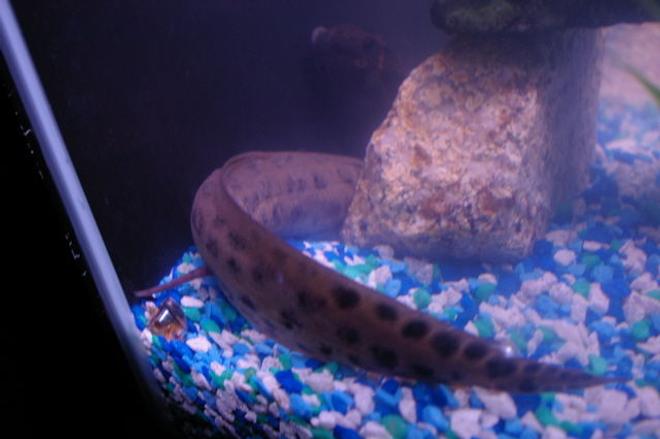 freshwater fish - lungfish stocking in 75 gallons tank - My Lung fish hidden