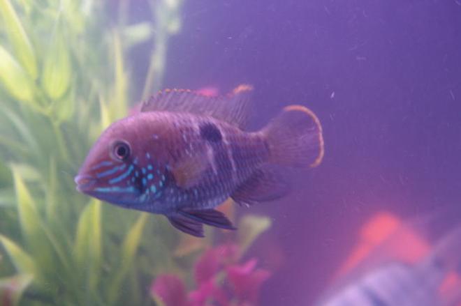 freshwater fish - aequidens rivulatus - green terror stocking in 75 gallons tank - My green terror