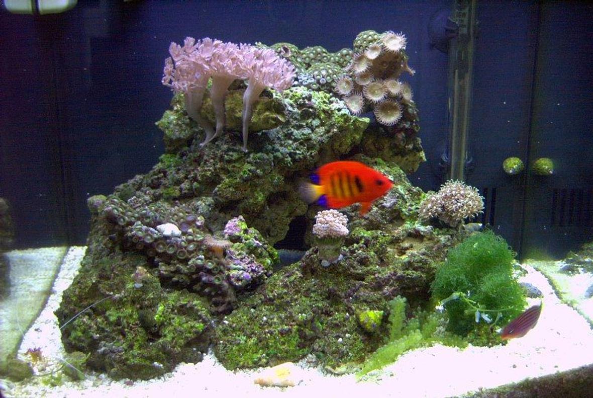 14 gallons reef tank (mostly live coral and fish) - My Setup