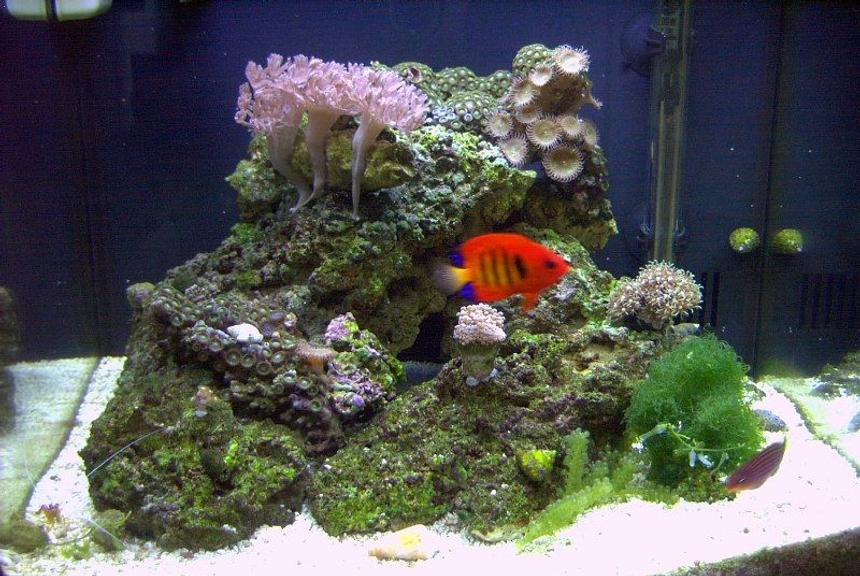 Rated #195: 14 Gallons Reef Tank - My Setup