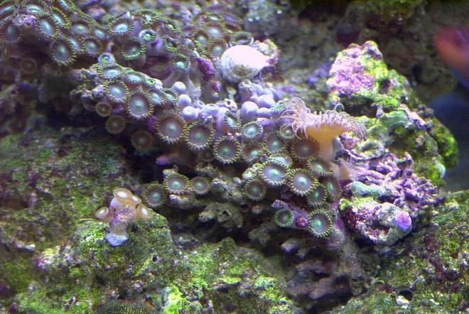 corals inverts - zoanthus sp. - button polyp, pink stocking in 14 gallons tank - Zoo's