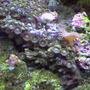 corals inverts - zoanthus sp. - button polyp, pink stocking in 14 gallons tank - Zoo's