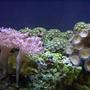 corals inverts - xenia sp. - white pom pom xenia, red sea stocking in 14 gallons tank - Xenia's and other zoo's