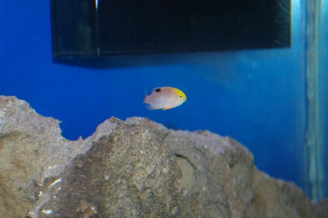 saltwater fish - chrysiptera talboti - talbot's damselfish stocking in 40 gallons tank - unknown damsel