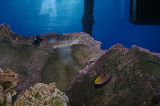 saltwater fish - chrysiptera talboti - talbot's damselfish stocking in 40 gallons tank - unknown damsel and three spot damsel