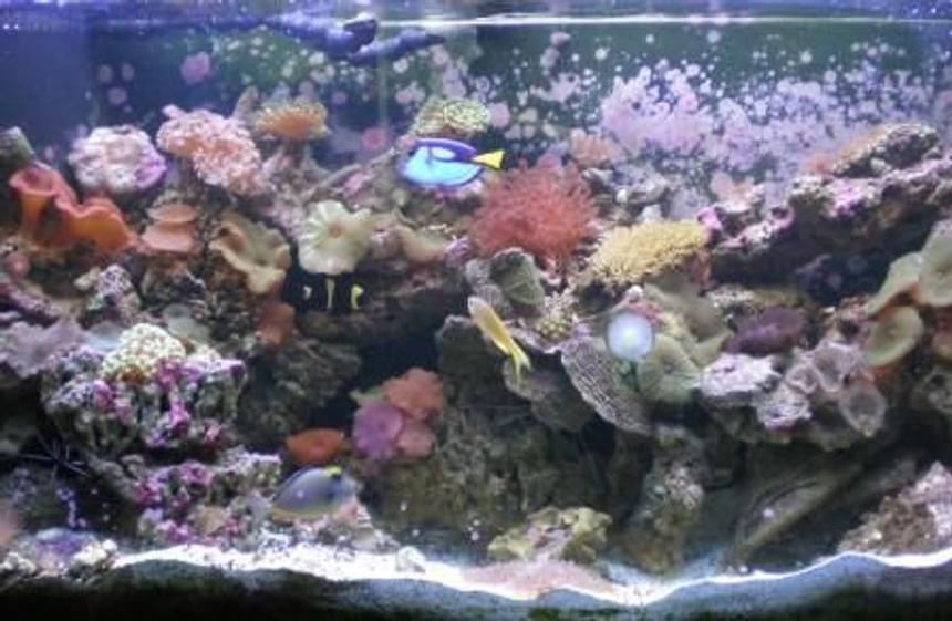 Rated #888: 90 Gallons Reef Tank - My updates 90 gallon reef Tank