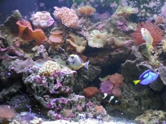 90 gallons reef tank (mostly live coral and fish) - naso Tang, maroon clown fish and Blue tang