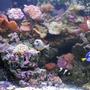 90 gallons reef tank (mostly live coral and fish) - naso Tang, maroon clown fish and Blue tang