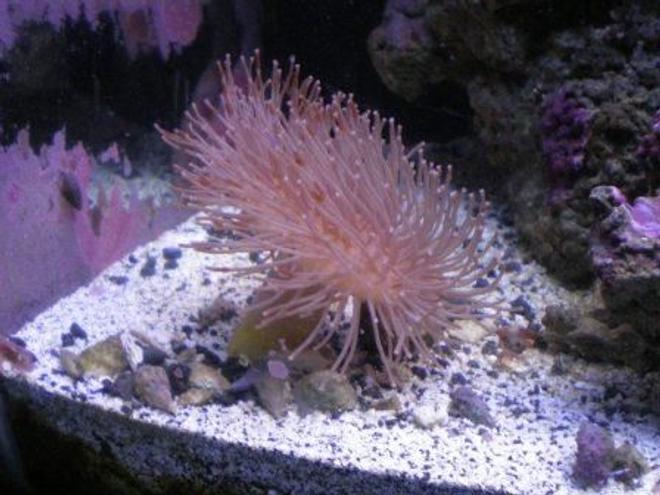 corals inverts - sarcophyton sp. - long polyp leather stocking in 90 gallons tank - Leather Coral