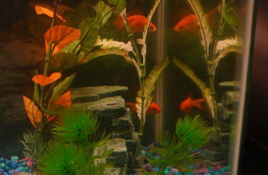 Rated #2409: Freshwater Fish - Carassius Auratus - Fantail Goldfish Stocking In 10 Gallons Tank - my two goldfish (tetris and darcey) looking at there reflections.  : D
Tetris is on the top and Darcey is on the bottom.