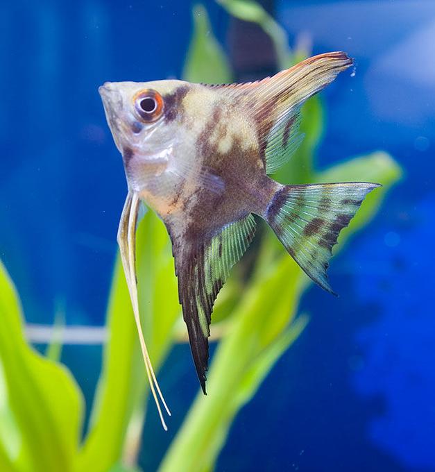 freshwater fish - pterophyllum scalare - half black angelfish stocking in 45 gallons tank - here's a picture of my angelfish.