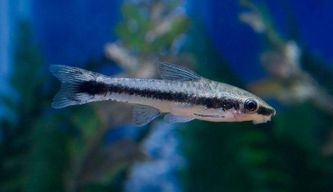 freshwater fish - otocinclus sp. - otocinclus catfish stocking in 45 gallons tank - otocinclus catfish
