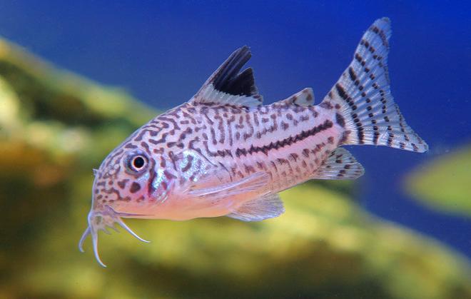 freshwater fish - corydoras sp. - false julii cory cat stocking in 45 gallons tank - corydoras julii