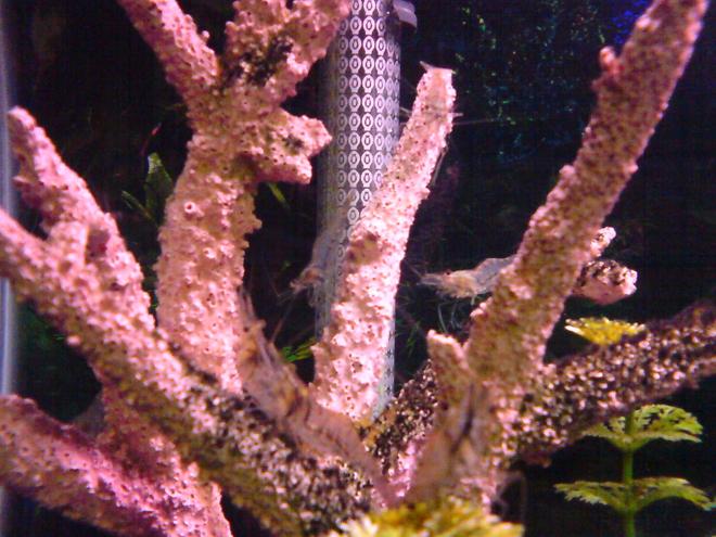 corals inverts - paleomonetes sp. - ghost shrimp stocking in 29 gallons tank - Lots of Ghost Shrimp
