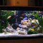 45 gallons freshwater fish tank (mostly fish and non-living decorations) - Lake Malawi setup