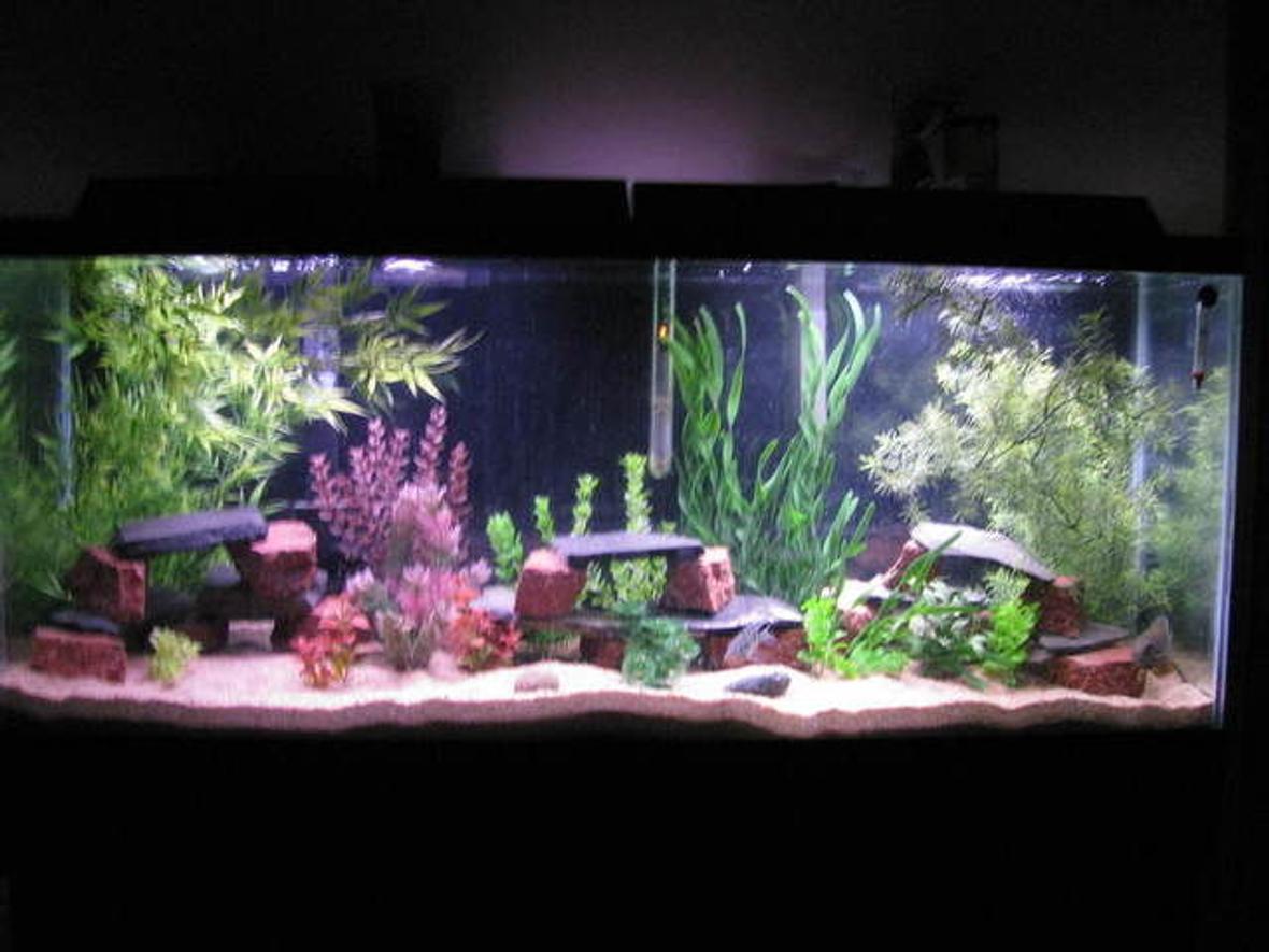 fish tank picture - 55g AC110 Penguin 350 200w Penplax heater Green severum Firemouth