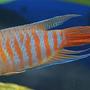 freshwater fish - macropodus opercularis - blue paradise stocking in 45 gallons tank - red paradised gourami