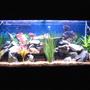fish tank picture - 120 Gal Fresh Water tank with a mix of African / South American Childs