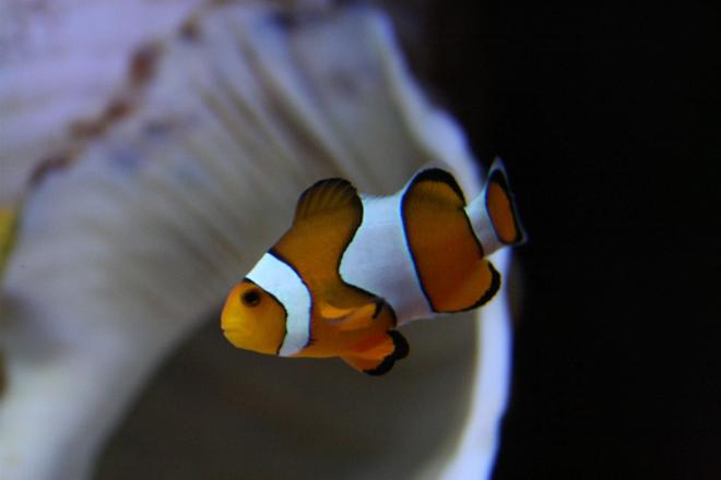 saltwater fish - amphiprion ocellaris - ocellaris clownfish stocking in 105 gallons tank - Amphiprion Ocellaris