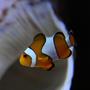 saltwater fish - amphiprion ocellaris - ocellaris clownfish stocking in 105 gallons tank - Amphiprion Ocellaris