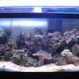 75 gallons reef tank (mostly live coral and fish) - looking better 75 gallon