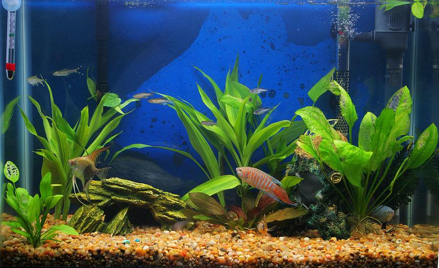 Rated #179: 45 Gallons Planted Tank - My whole tank...