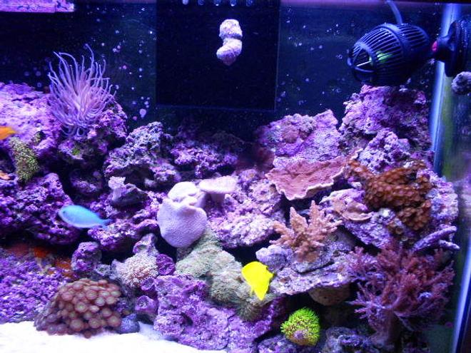 40 gallons reef tank (mostly live coral and fish) - right half