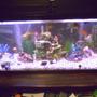 fish tank picture - First 55 Gallon, before it leaked and got replaced (Old Setup)