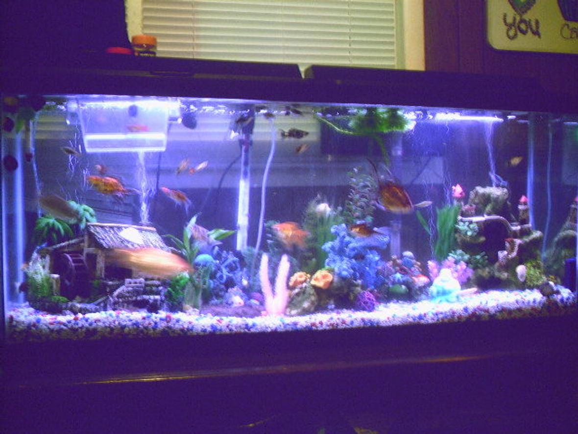 fish tank picture - New 55 Gallon. Set-up Has changed a little since then, but basically the same.