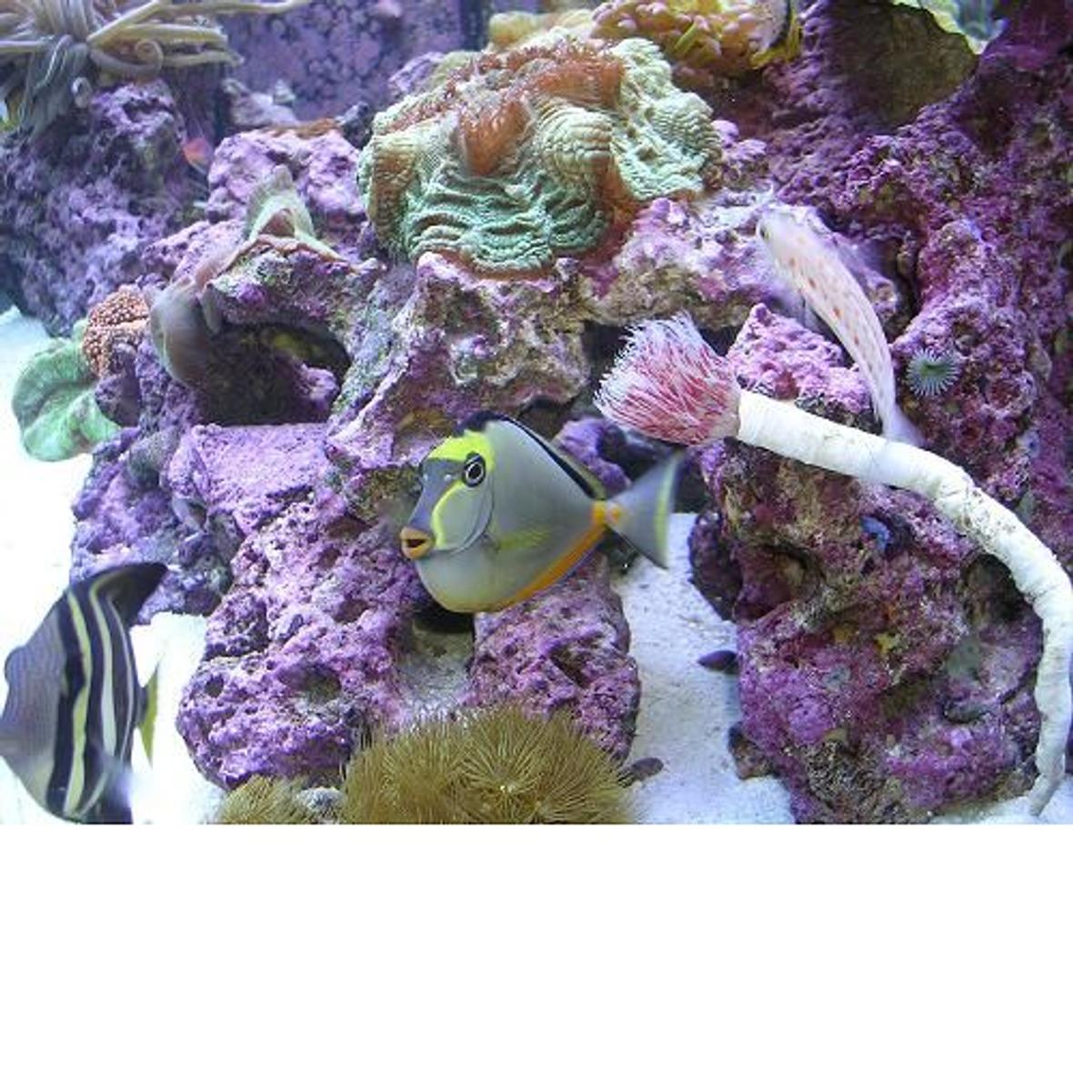 90 gallons reef tank (mostly live coral and fish) - My Sailfin and Naso Tang hang out!