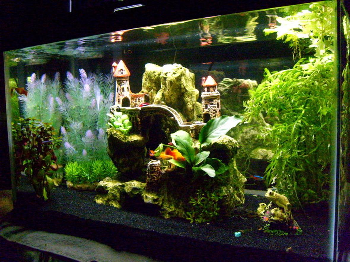 10 gallons planted tank (mostly live plants and fish) - ...