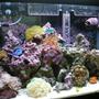 20 gallons reef tank (mostly live coral and fish) - after 7 months