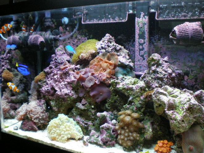 20 gallons reef tank (mostly live coral and fish) - after 7 months