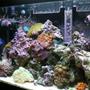20 gallons reef tank (mostly live coral and fish) - after 7 months