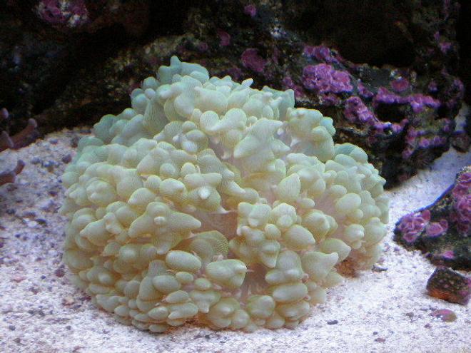 corals inverts - physogyra sp. - bubble coral, pearl stocking in 20 gallons tank - after 7 months