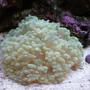corals inverts - physogyra sp. - bubble coral, pearl stocking in 20 gallons tank - after 7 months