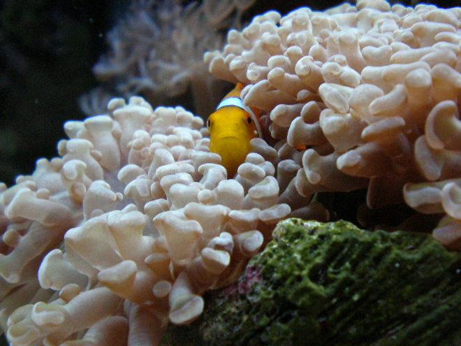 corals inverts - euphyllia paranchora - hammer / anchor coral, branching stocking in 20 gallons tank - after 7 months