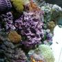 corals inverts - rhodactis sp. - green mushroom stocking in 20 gallons tank - after 7 months