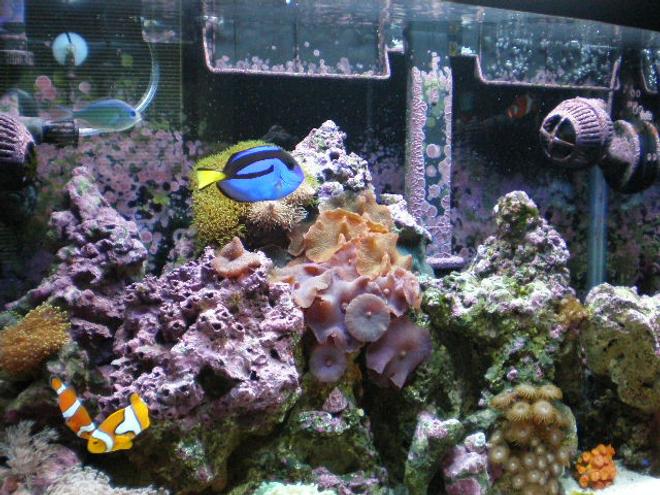 20 gallons reef tank (mostly live coral and fish) - after 7 months